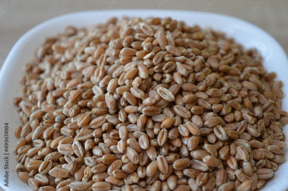 grains of wheat in a white bowl on a wooden kitchen table grains of wheat in a white bowl on a wooden kitchen table