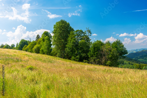 trees on the grassy meadow in afternoon light. beautiful summer landscape of rural pastures in carpathian mountains. warm and sunny weather with fluffy clouds on the sky