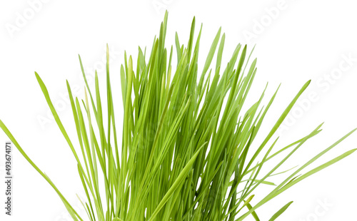 Fresh sprouted wheat grass isolated on a white background. Close-up. Selective focus.