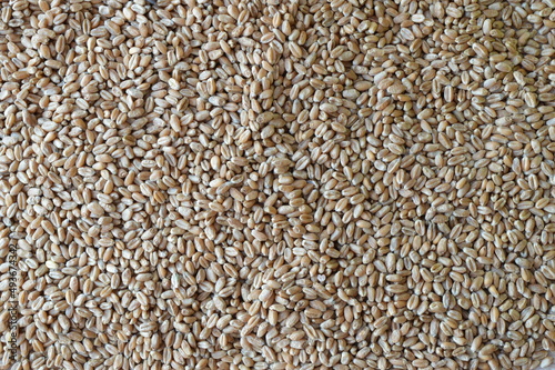 A large pile of freshly harvested wheat kernels, the raw material for flour production