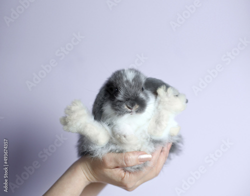 women's hands hold a charming little decorative homemade gray-white rabbit, uniform light background