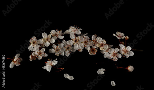 Blooming spring flowers isolated on black © dule964