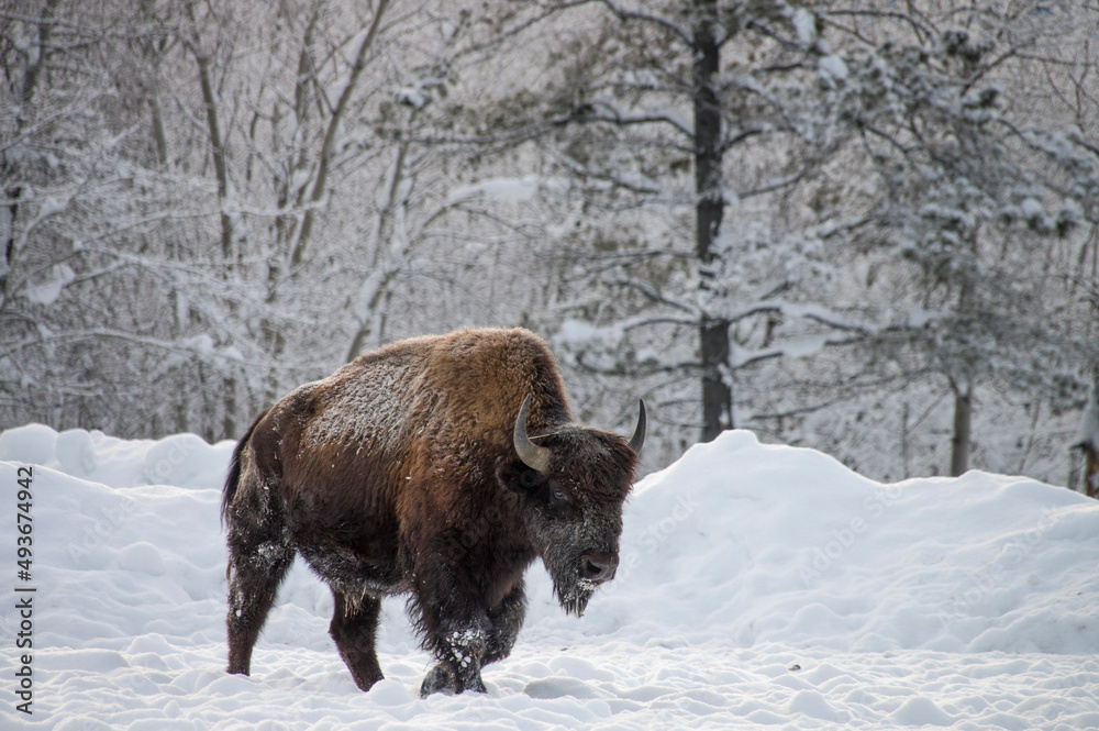 bison bison
