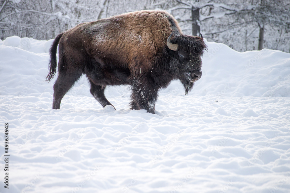 bison bison