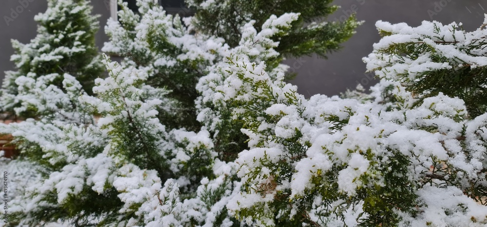 Snow Landscape, Snowfall, Snow and Greenery. Snow Landscape, Snowfall, Snow and Greenery.