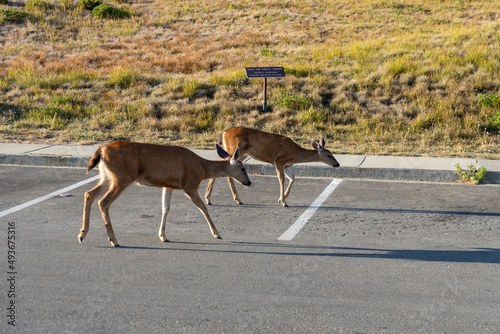 two deer in parking lot in national park