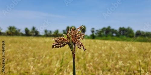 Foto Scirpus ancistrochaetus is a rare species of flowering plant in the sedge family known by the common names barbedbristle bulrush and northeastern bulrush