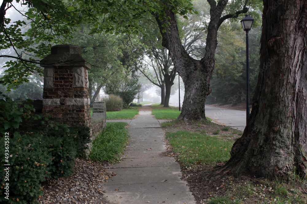 foggy neighborhood streets and trees