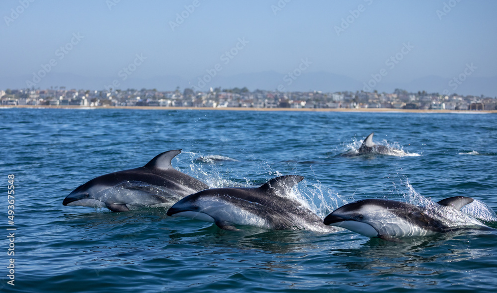 dolphin jumping out of water, Pacific White Sided Dolphins jumping