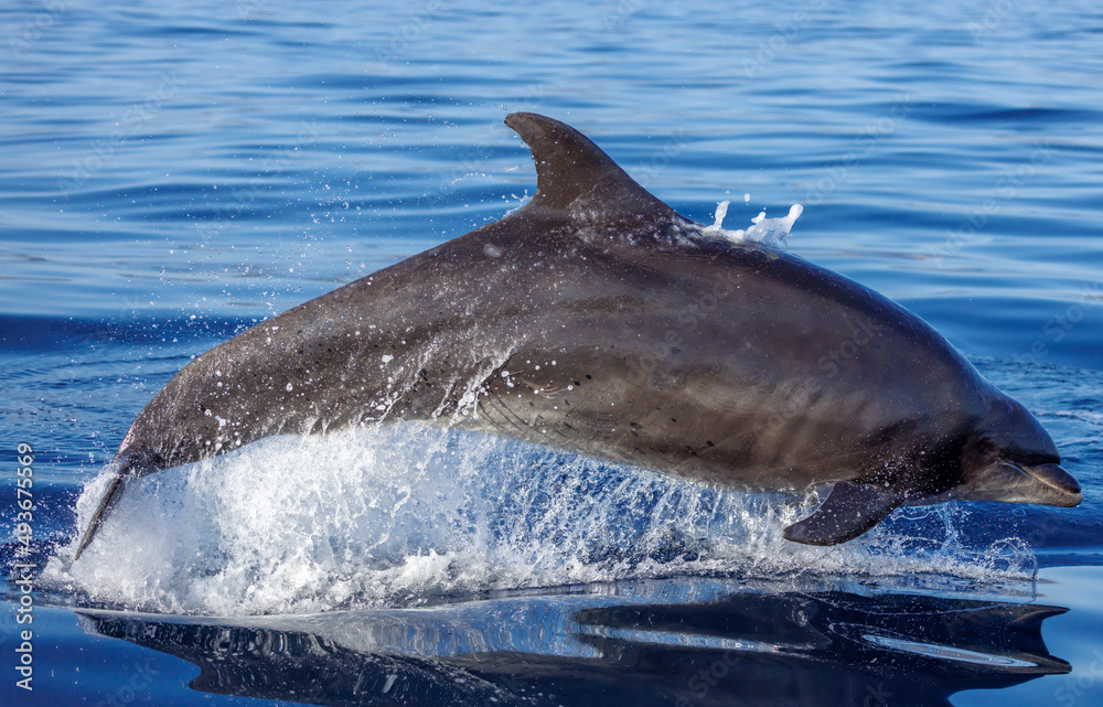 Fototapeta premium dolphin jumping out of water, bottlenose dolphin