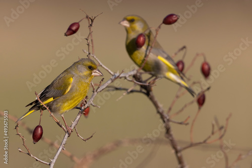 The European greenfinch or simply the greenfinch (Chloris chloris)