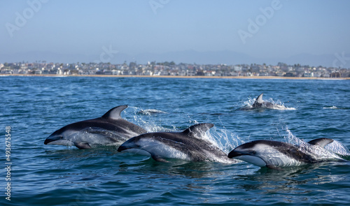 Obraz na płótnie dolphin jumping out of water, Pacific White Sided Dolphins jumping w salonie