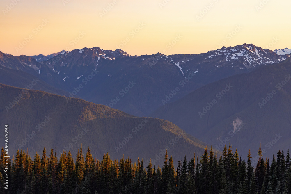 Obraz premium veiw overlooking a mountain range covered in a pine forest