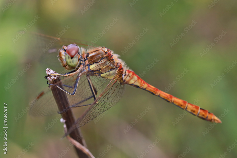 A dragonfly (Odonáta) sits on a grass stalk. The dragonfly's huge eyes look incredibly fantastic.
Dragonflies are active predators that feed on insects caught on the fly.
A dragonfly (Odonáta) sits on a grass stalk. The dragonfly's huge eyes look incredibly fantastic.
Dragonflies are active predators that feed on insects caught on the fly.