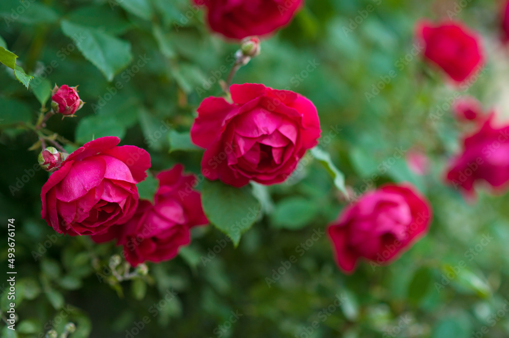 Red roses with buds on a background of a green bush. Bush of red roses is blooming in the summer. Red roses with buds on a background of a green bush. Bush of red roses is blooming in the summer.