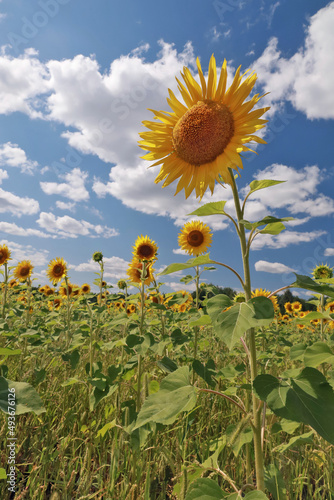 A field of blooming sunflowers under a blue sky with white summer clouds. 
