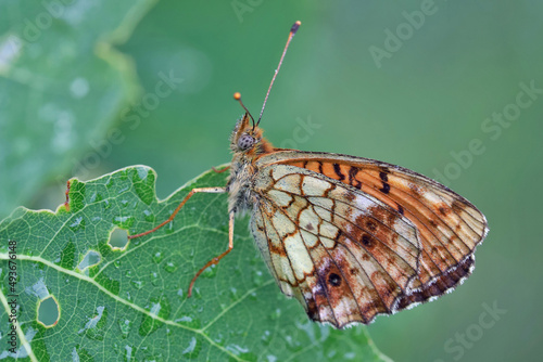 A butterfly (Argynnis) sits on a blade of grass covered with dew drops. 