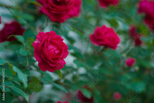Red roses with buds on a background of a green bush. Bush of red roses is blooming in the summer.