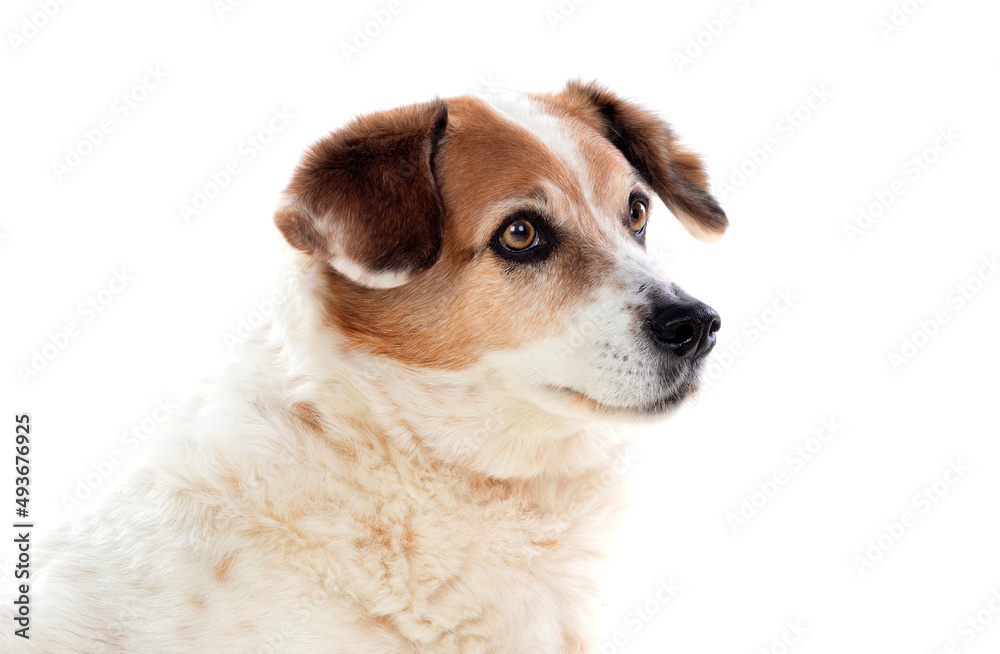 White and brown chubby dog