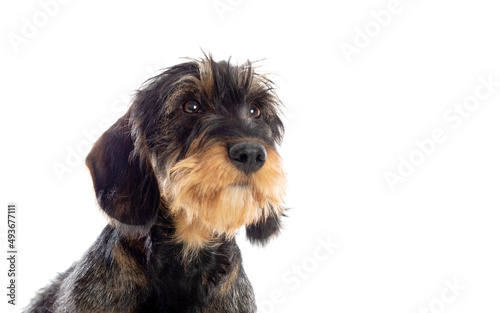 Black an brown dachshund © Gelpi