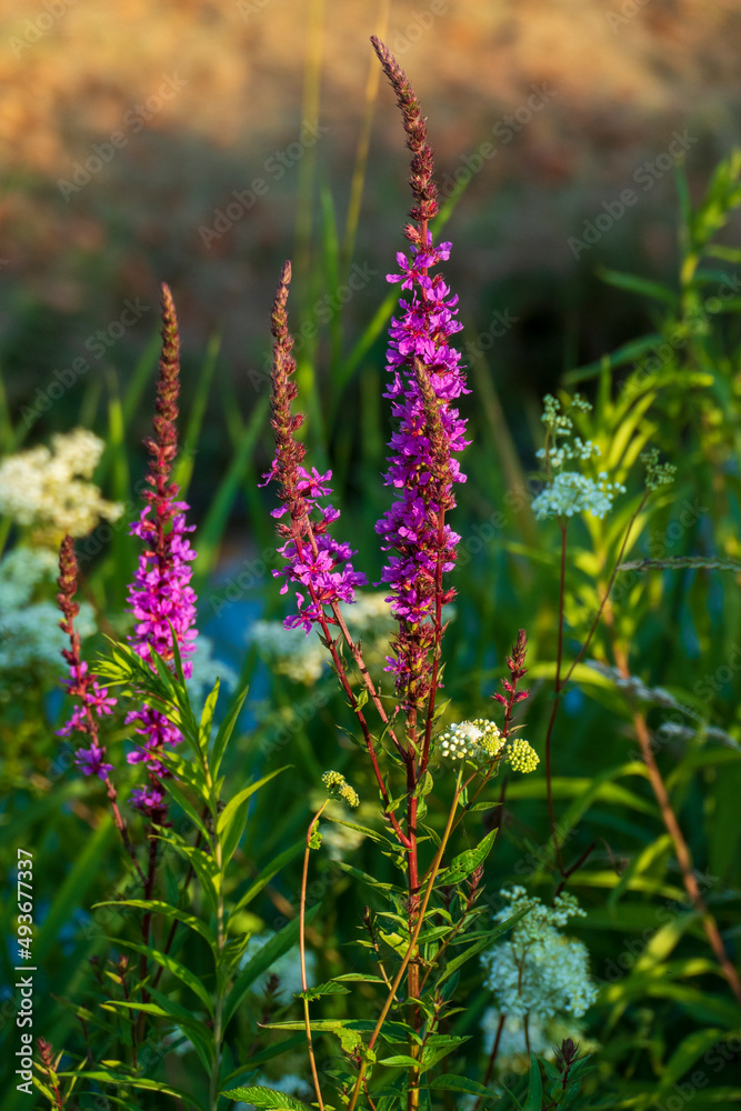 Wilder Blutweiderich, Lythrum Salicaria auf einer Wiese Wilder Blutweiderich, Lythrum Salicaria auf einer Wiese