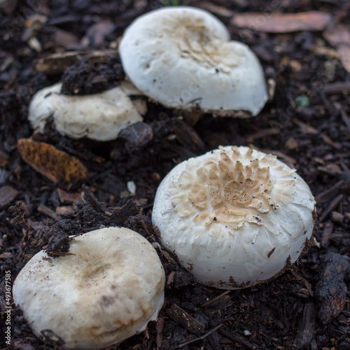 Mushroom in wood chips