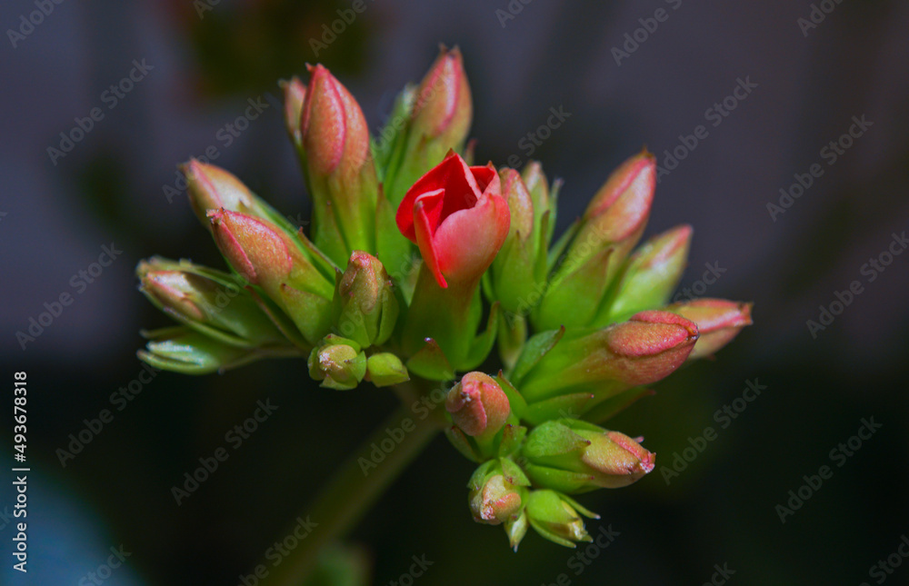 Fototapeta premium Macro image of flower buds
