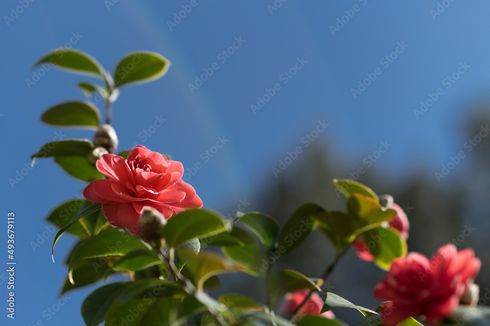 Camelia flowers in Boboli garden, Florence - Italy Camelia flowers in Boboli garden, Florence - Italy