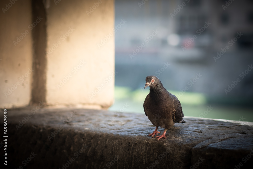 Obraz premium Pigeon captured near Arno river in Florence, Italy