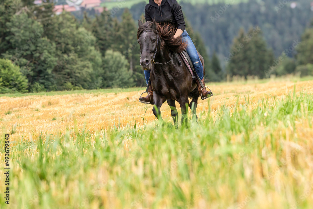 A female rider on her icelandic pony runninc across a rural field outdoors A female rider on her icelandic pony runninc across a rural field outdoors