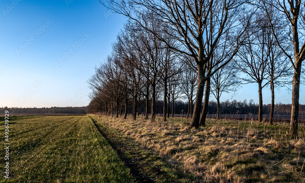Ścieżka między drzewami wczesną wiosną