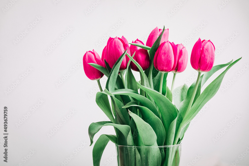 Fototapeta premium Internationaler Frauentag, Tulpen im Frühling, Hintergrund, Rosa Tulpen 