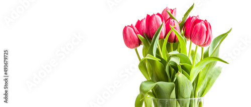 Fototapeta Naklejka Na Ścianę i Meble -  Hintergrund für den Frühlingsanfang, Bündel Tulpen in Vase, rosa Tulpen, freigestellt, Freisteller, Headergröße