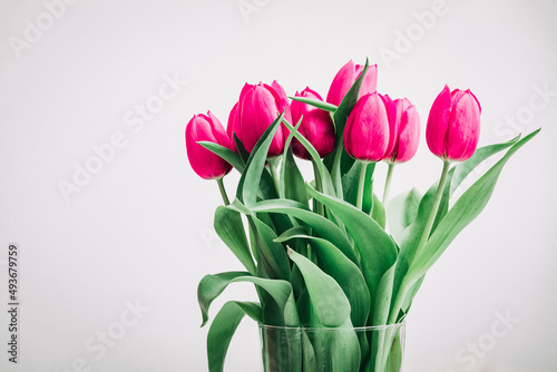 Internationaler Frauentag, Tulpen im Frühling, Hintergrund, Rosa Tulpen 