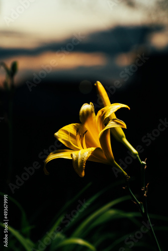 beautiful yellow flower in the sunset photo