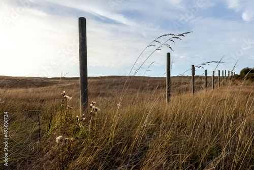 rural grassy beach dunes with wildflowers and fence