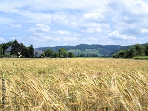 living on the countryside with a wheat field in the summer