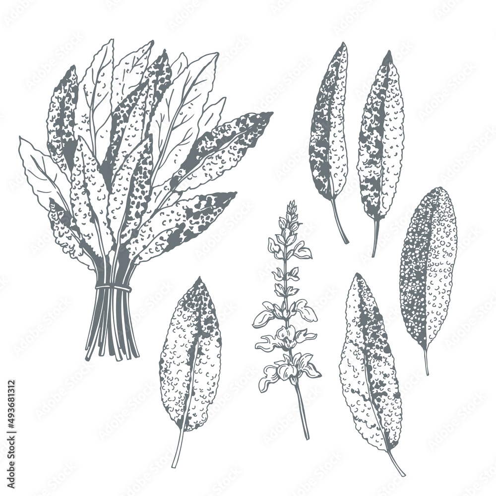 Hand-drawn sage. Sketch illustration. Hand-drawn sage. Sketch illustration.
