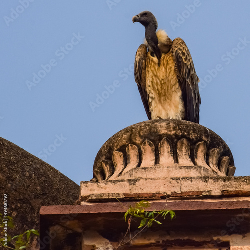 Indian Vulture or long billed vulture or Gyps indicus close up or portrait at Royal Cenotaphs (Chhatris) of Orchha, Madhya Pradesh, India, Orchha the lost city of India photo