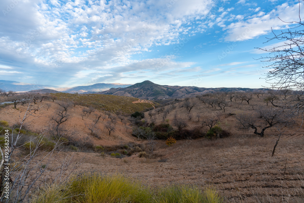 Fototapeta premium Almond cultivation in the south of Granada (Spain)