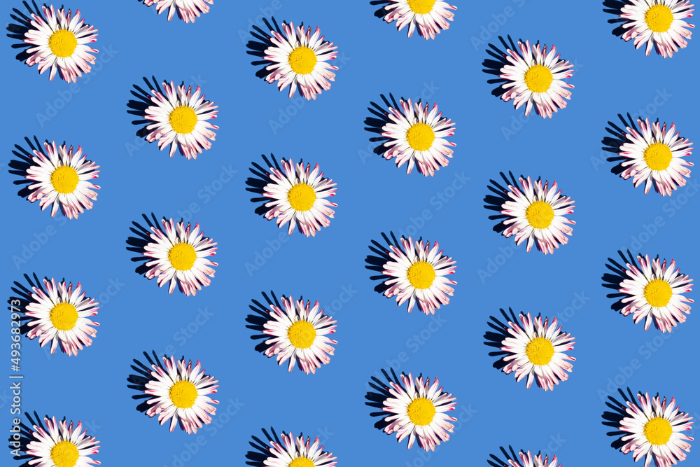 Daisy seamless pattern. Flat lay, spring and summer chamomile flowers on a blue background. Springtime, summer mood. Daisy seamless pattern. Flat lay, spring and summer chamomile flowers on a blue background. Springtime, summer mood.
