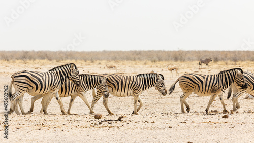 Zebras group in Etosha National Park. Namibia