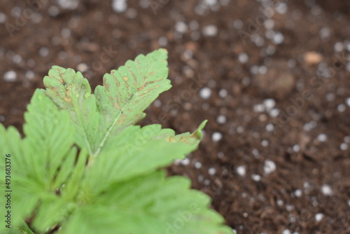 Sick cannabis plant with nutrient deficiency 