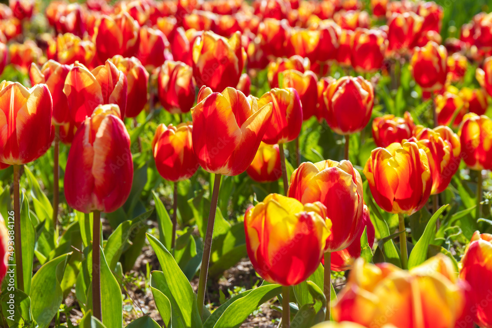 Growing red tulips in the field on a sunny day. Spring tulip flowers. Growing red tulips in the field on a sunny day. Spring tulip flowers.