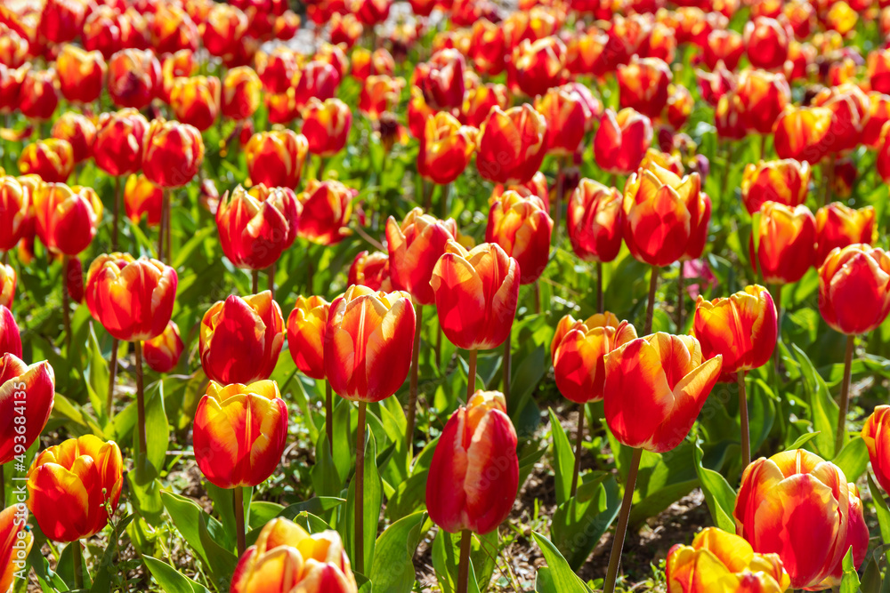 Growing red tulips in the field on a sunny day. Tulip flowers. Floral background. Selective focus.