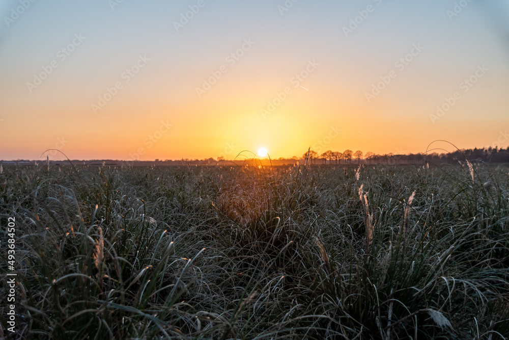 Chłodny zachód słońca na czystym niebie nad polem gęstych i wysokich traw - obrazy, fototapety, plakaty 