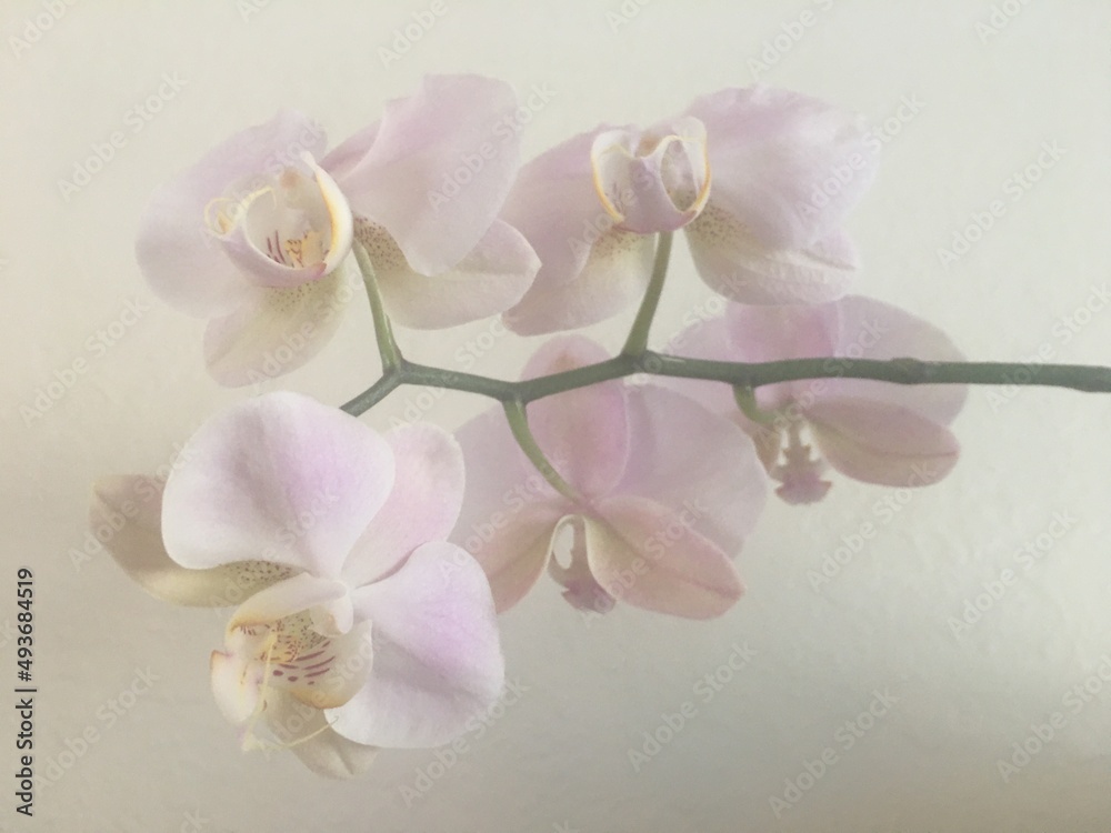 Fototapeta premium Pale Pink Moth Orchi