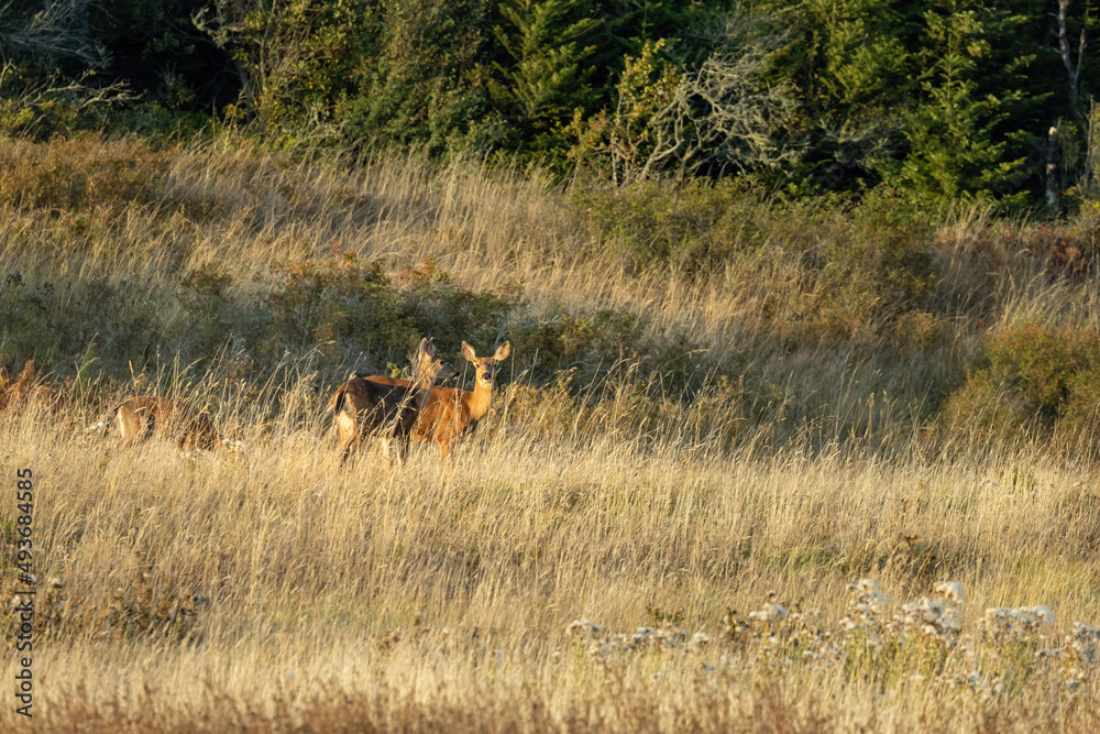 single adult deer walking through a field covered in tall grass single adult deer walking through a field covered in tall grass