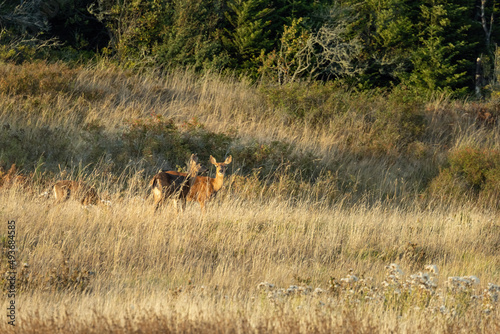 Fototapeta Naklejka Na Ścianę i Meble -  single adult deer walking through a field covered in tall grass