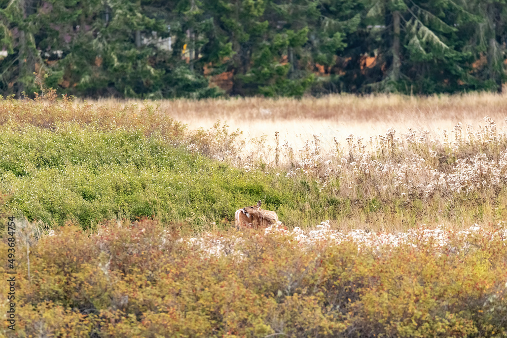 Fototapeta premium single adult deer walking through a field covered in tall grass